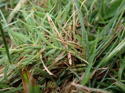 Foto de Capim-aristida