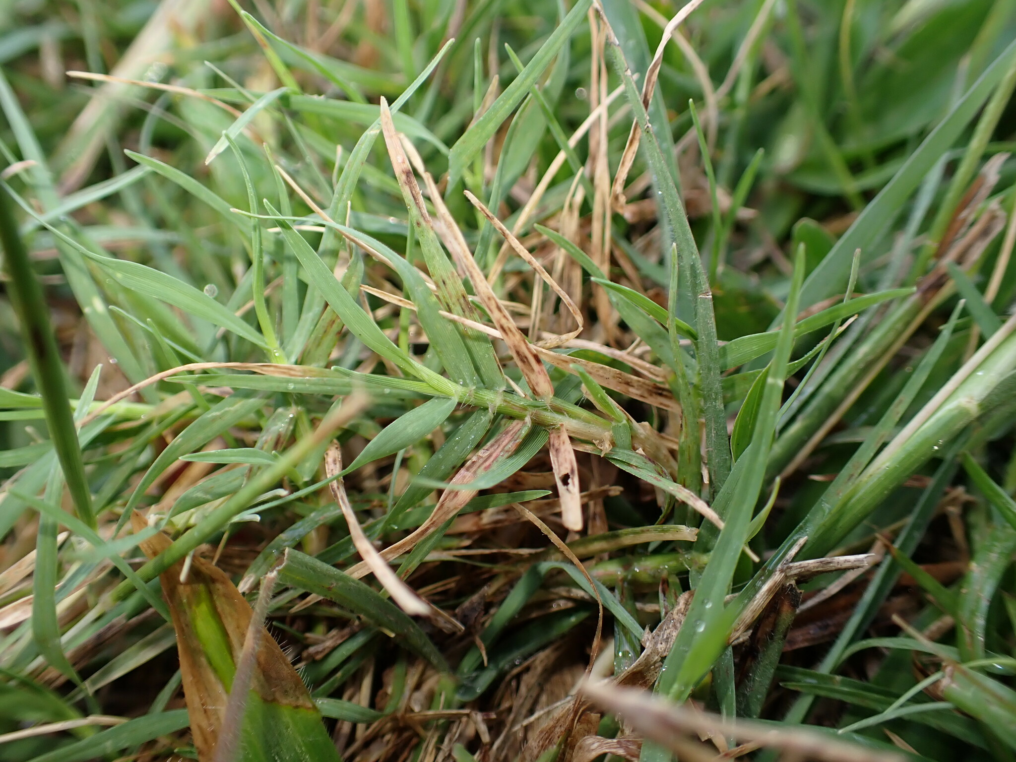 Imagem de Capim-aristida
