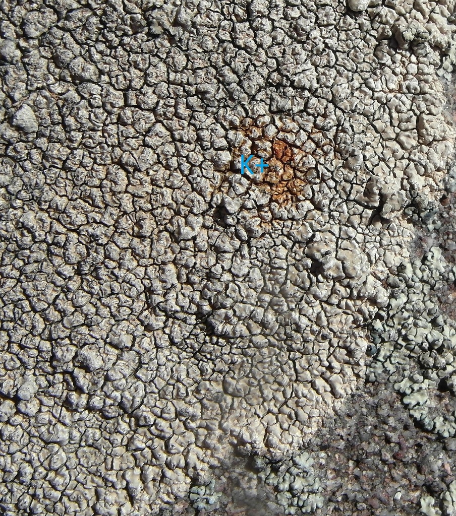 Circinaria ochraceoalba