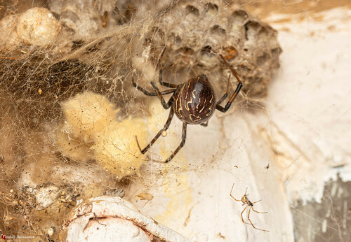Brown widow