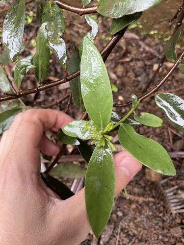 Wikstroemia oahuensis observed 2025-01-09