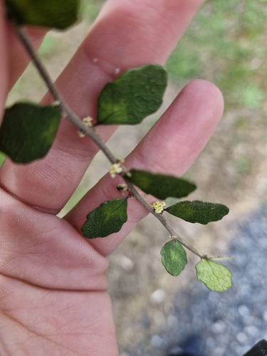 Image of Melicytus micranthus by (c) Irisa Hudson, some rights reserved (CC BY)