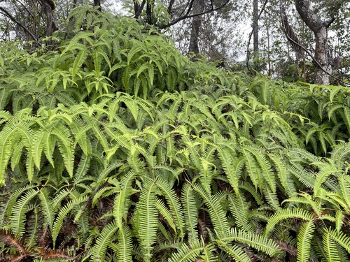 Dicranopteris linearis observed 2025-01-09