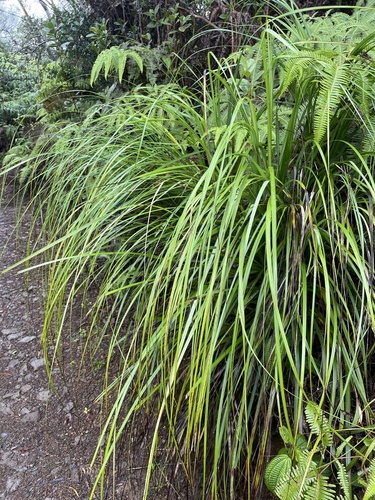 Gahnia beecheyi observed 2025-01-09