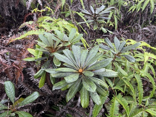 Pittosporum confertiflorum observed 2025-01-09