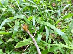 Neurothemis intermedia