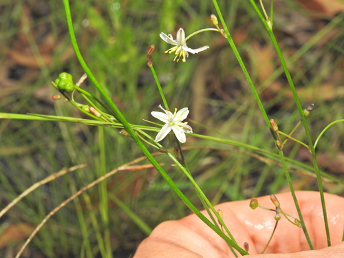 Image of Caesia walalbai by (c) Scott W. Gavins, some rights reserved (CC BY)