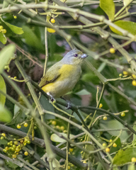 West Mexican Euphonia photo 5