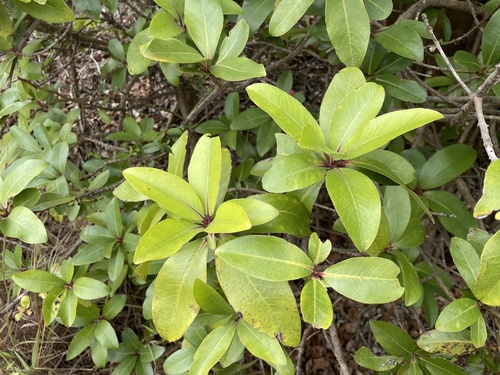 Myrsine lanaiensis observed 2025-01-09