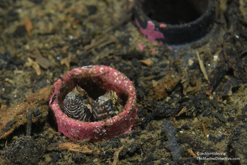 Slender cockscomb (Anoplarchus insignis) — Stichaeidae