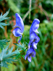 Aconitum pilipes