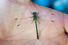 Stylogomphus albistylus