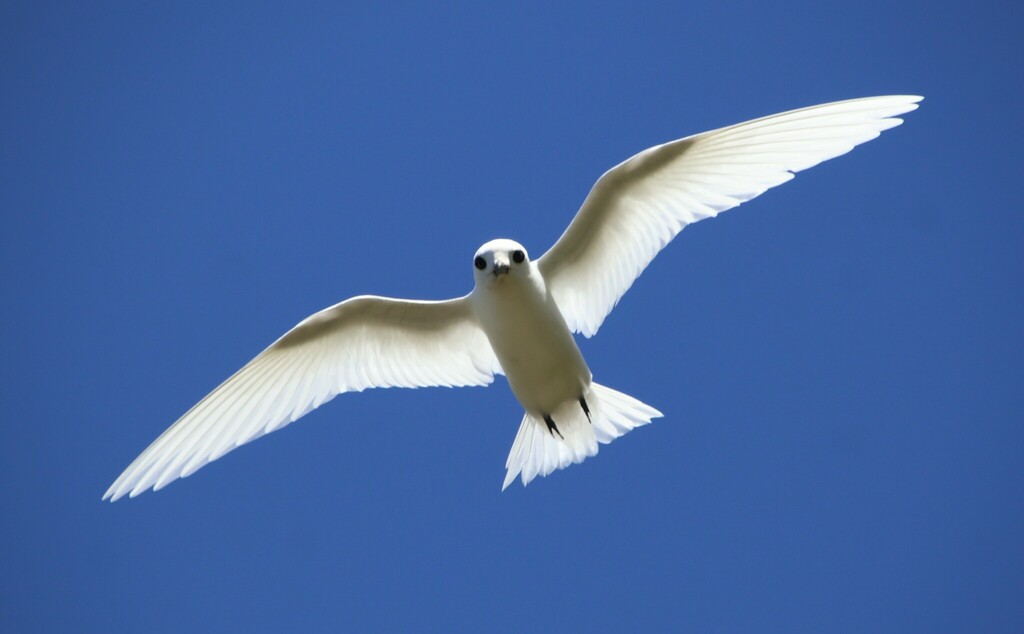 White Tern