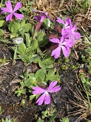 Primula integrifolia