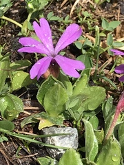 Primula integrifolia