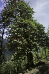 Rhododendron arboreum