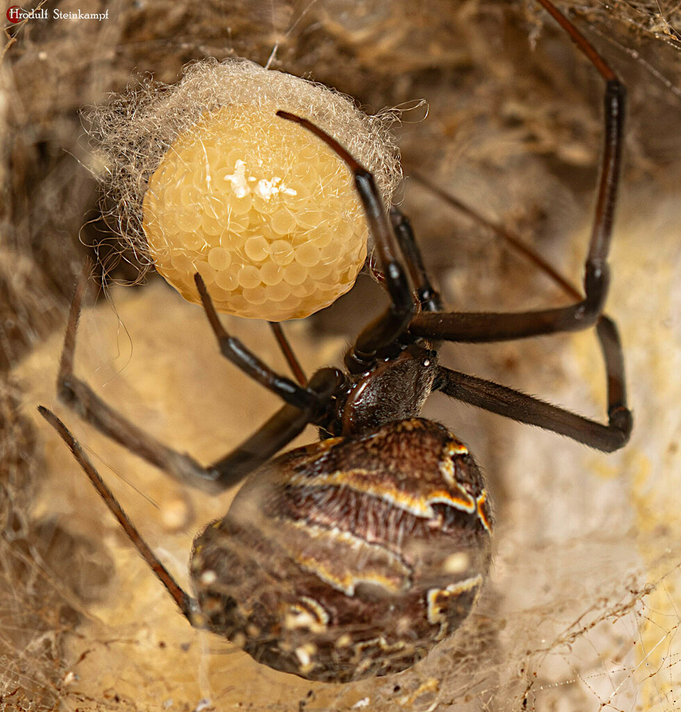 Brown widow (Latrodectus geometricus)