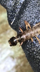 Orohermes crepusculus