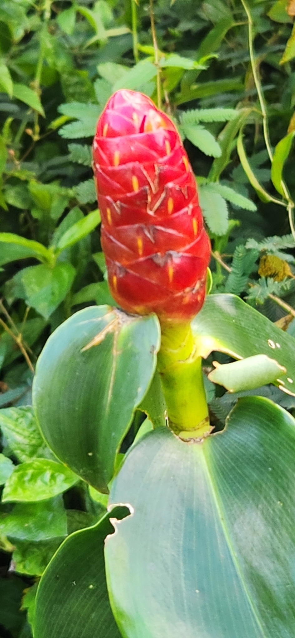 Imagem de Cana-de-macaco