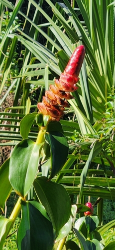 Foto de Cana-de-macaco