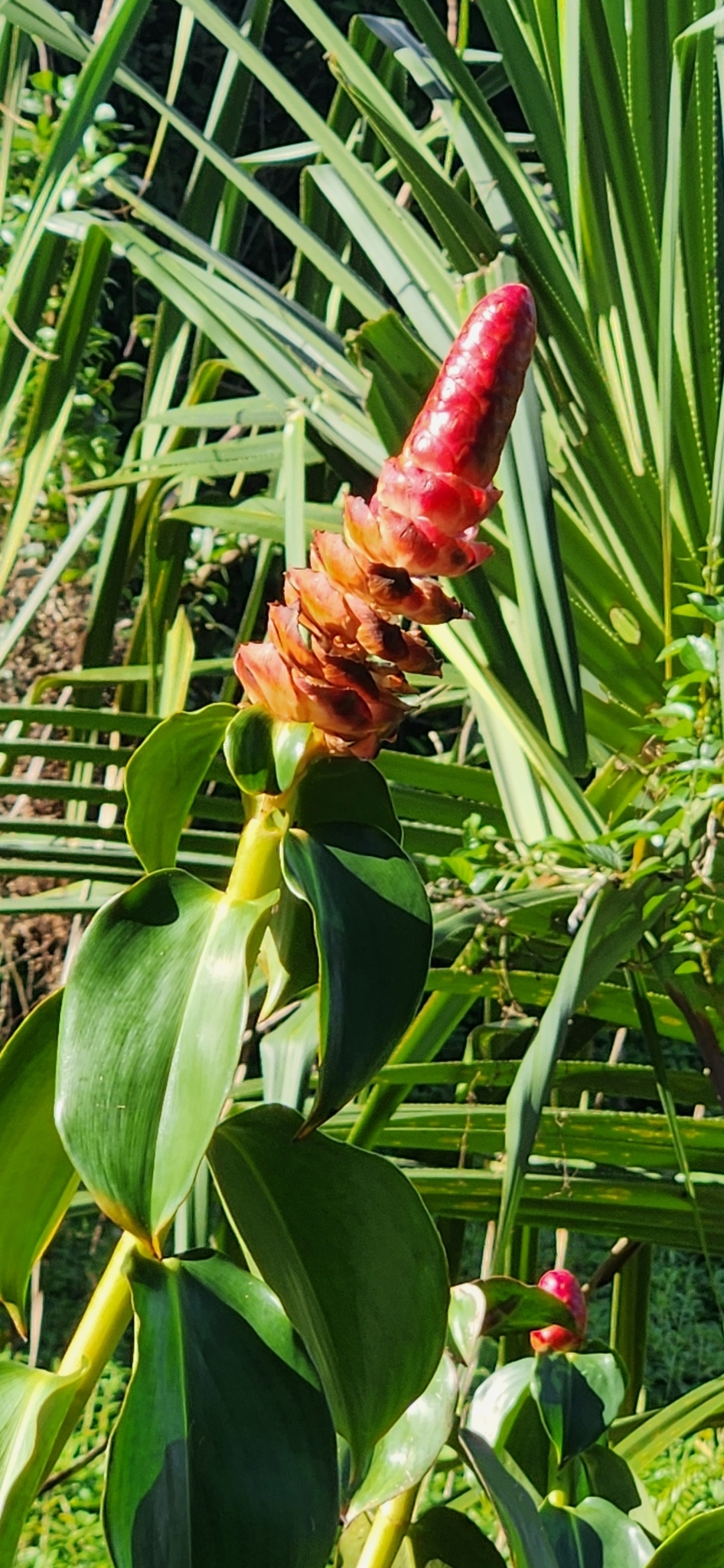 Imagem de Cana-de-macaco