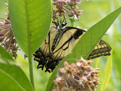 Papilio canadensis × glaucus