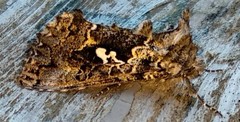 Syngrapha rectangula