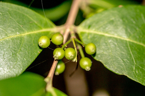 Pondo Jackal-Coffee (Tricalysia africana)