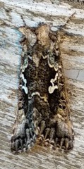 Syngrapha rectangula