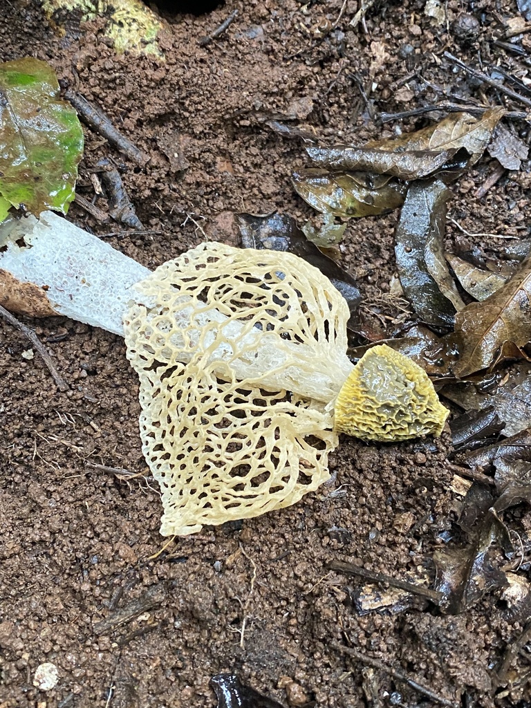 Phallus luteus · January 2025 · photo: © martinhj (iNaturalist, cc-by)