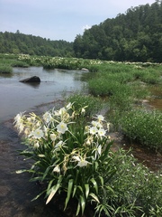 Hymenocallis coronaria