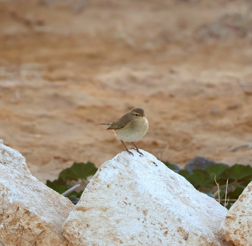 Common Chiffchaff