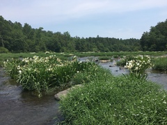 Hymenocallis coronaria