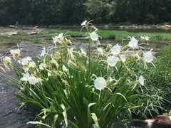 Hymenocallis coronaria