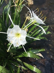 Hymenocallis coronaria