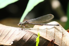 Argia elongata
