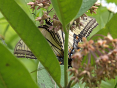 Papilio canadensis × glaucus