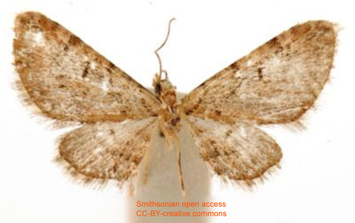 Eupithecia microleuca