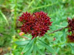 Rhodiola