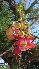 Couroupita guianensis