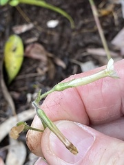 Forster's tobacco (Nicotiana forsteri)