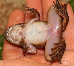 Allen's Slippery Frog photo 3