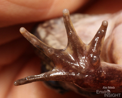 Allen's Slippery Frog photo 5