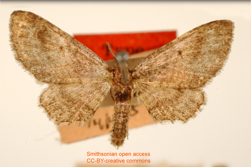 Eupithecia rauca
