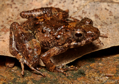 Puddle Frog photo 4