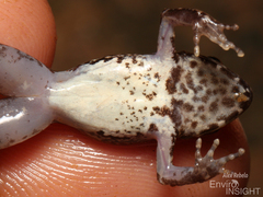 Puddle Frog photo 5