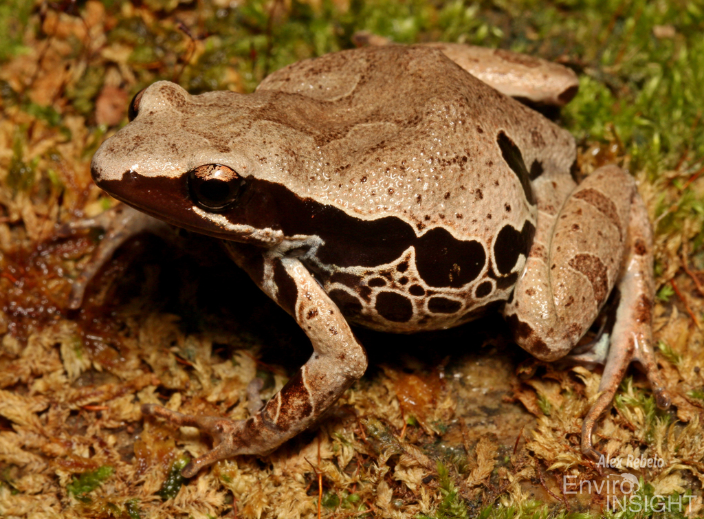 Long-Fingered Frog