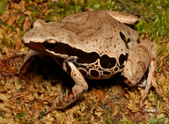 Long-Fingered Frog photo 1