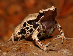 Long-Fingered Frog photo 5