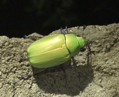 Chrysina beyeri